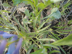 Corydalis turtschaninovii