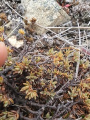 Pimelea notia