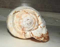 Titanostrombus galeatus