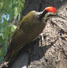 Chloropicus namaquus
