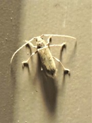 Eburia mutica