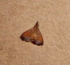 Hemiscopis