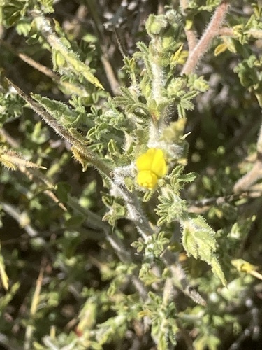 Grey Pixiepea (Melolobium canescens)