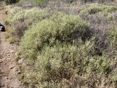 Melolobium canescens