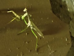 Stagmomantis resacae