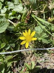Ficaria verna