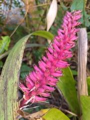 Aechmea