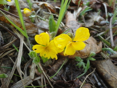 Viola xanthopetala