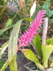 Aechmea