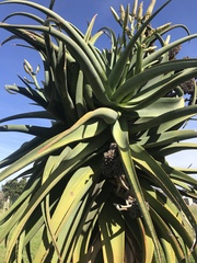 Aloe succotrina