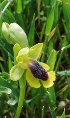 Ophrys lutea