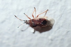 Kleidocerys resedae