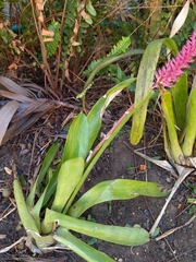 Aechmea