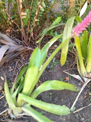 Aechmea