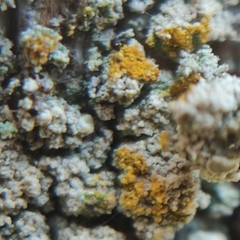 Lecanora barkmaniana