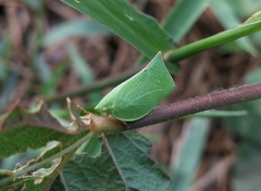Phyllyphanta declivis