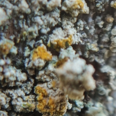 Lecanora barkmaniana