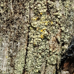 Lecanora barkmaniana