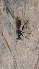 Lampria rubriventris