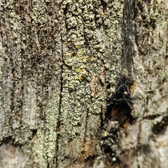 Lecanora barkmaniana