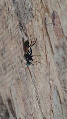 Lampria rubriventris