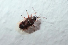 Kleidocerys resedae