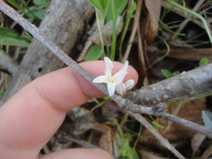 Gagea triflora