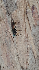 Lampria rubriventris