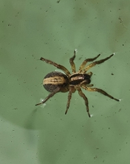 Lycosidae