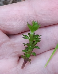 Galium uliginosum