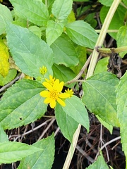Wollastonia