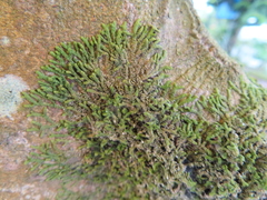 Gymnomitriaceae