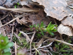 Galium uliginosum