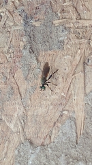 Lampria rubriventris