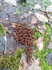 Tetrao urogallus