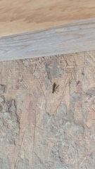 Lampria rubriventris