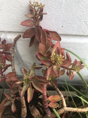 Kalanchoe sexangularis