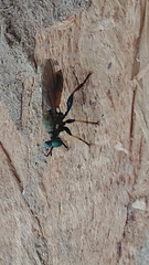 Lampria rubriventris