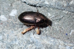 Amara aenea