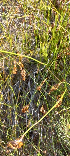 Image of Restio egregius by (c) Adele SL, some rights reserved (CC BY)