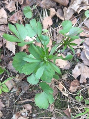 Ranunculus fallax
