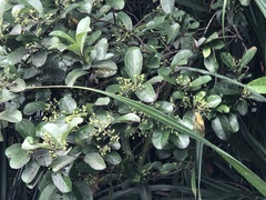 Psychotria asiatica