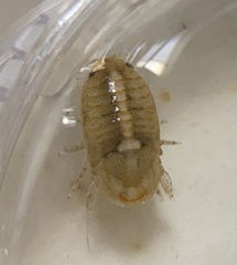Sphaeroma quadridentatum