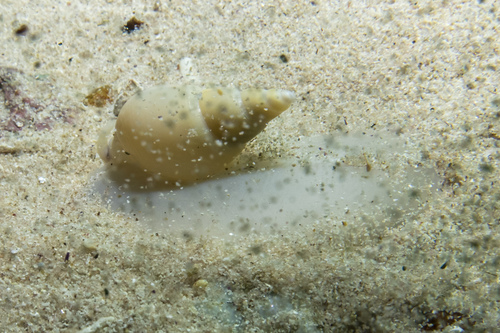 Bullia tenuis observed 2022-05-01