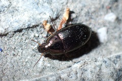 Amara aenea