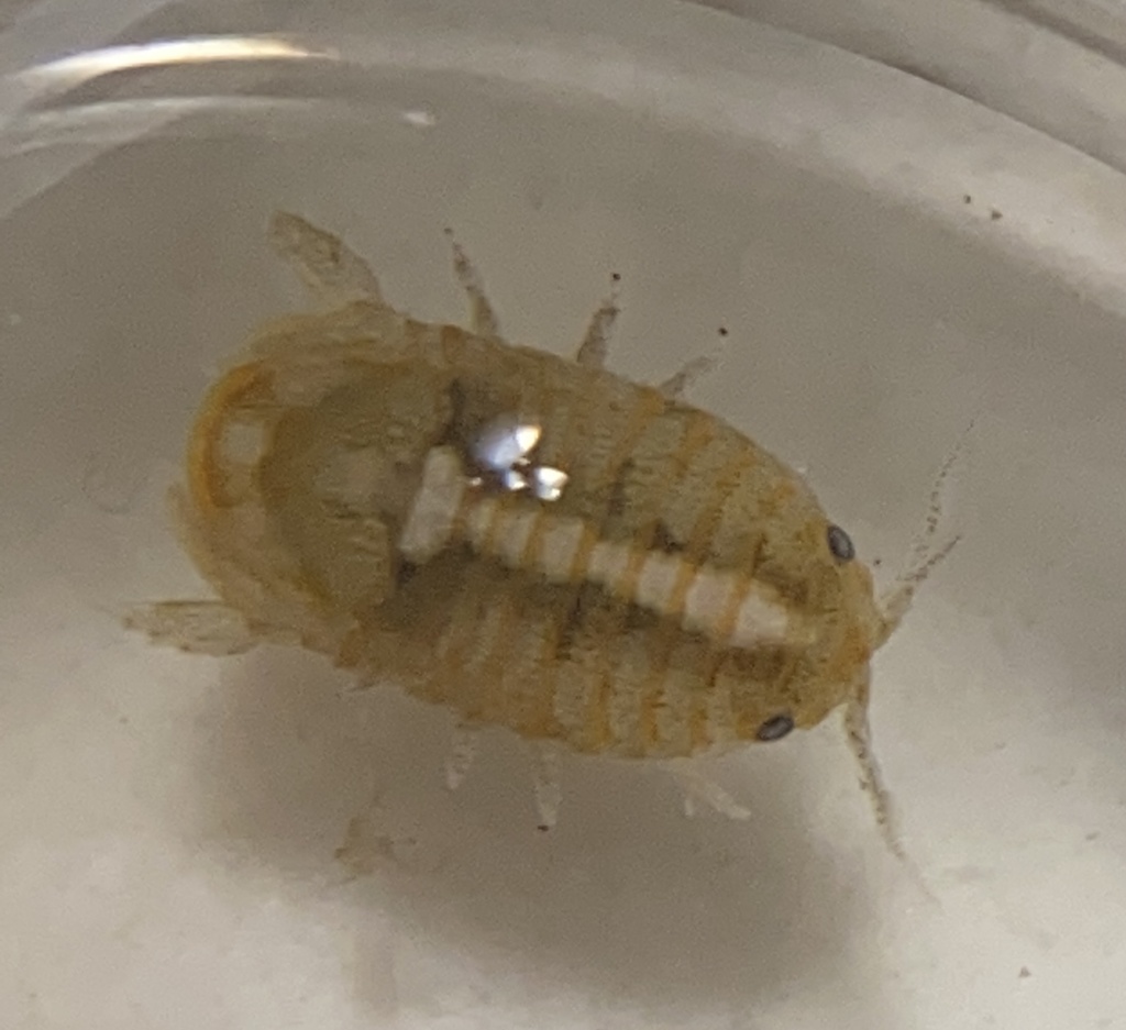 sea pill bug