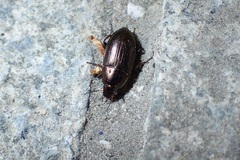 Amara aenea