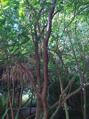Tabernaemontana elegans