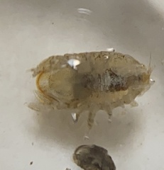 Sphaeroma quadridentatum