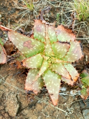 Aloe grandidentata